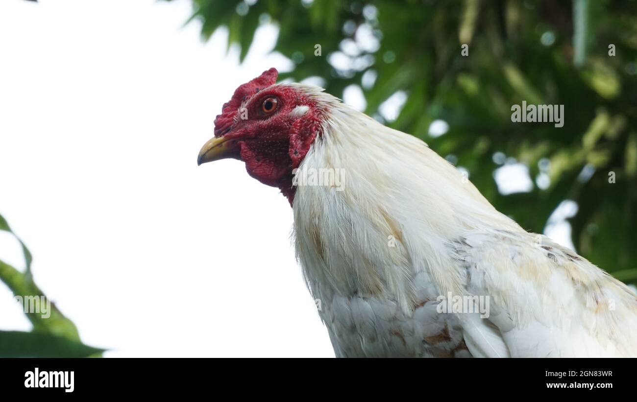 Selektiv einer weißen Henne in einem Garten Stockfoto