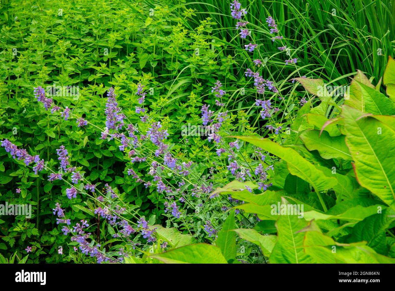 Nepeta Six Hills Giant oder Catmint eine mehrjährige Pflanze aus der Familie Lamiaceae. Stockfoto