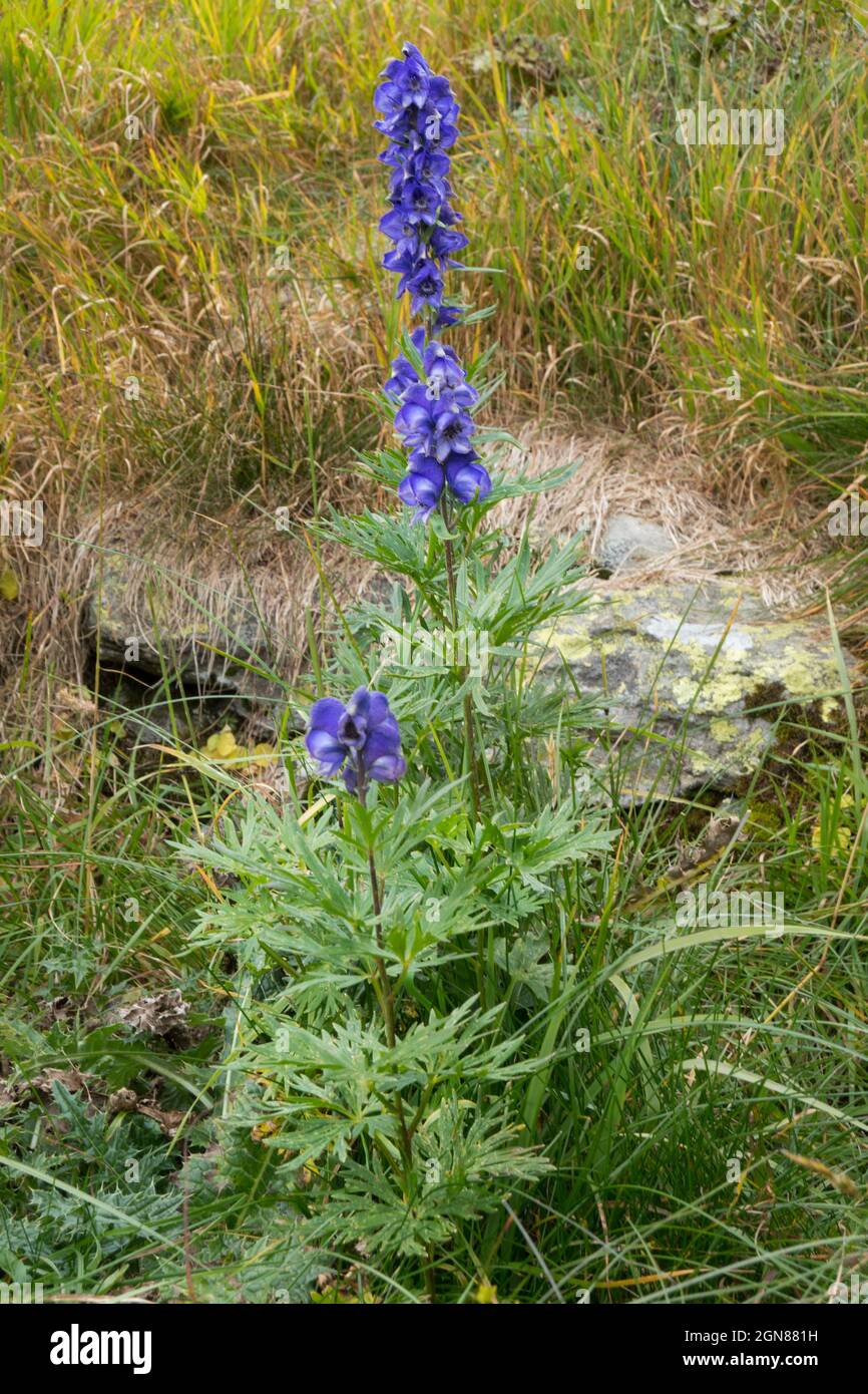 Monk’s Hood, auch bekannt als Aconite of Wolfsbane, eine wunderschöne, aber hochgiftige Pflanze Stockfoto