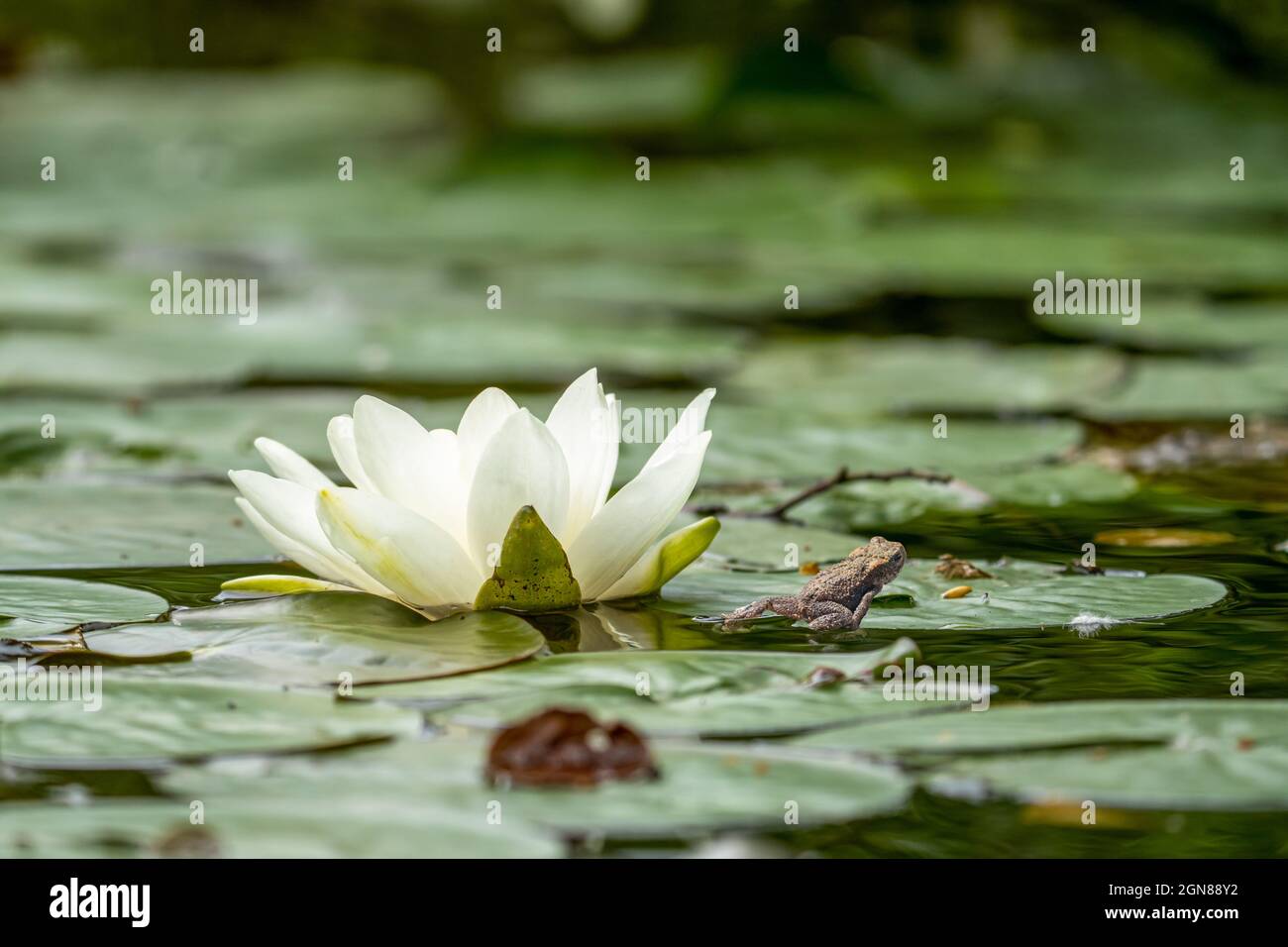 Selektiver Fokus einer jungen Kröte, die auf einem Teich auf eine Seerosenmatte mit weißer Blume klettert Stockfoto