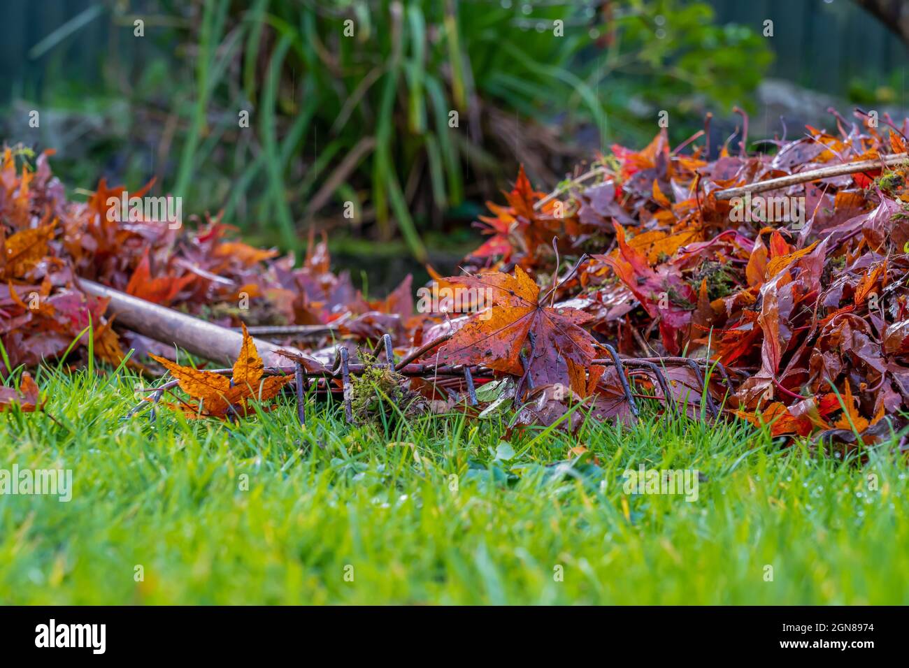 Ausgewähltes Fokusbild der Aufräumung toten japanischen Acer Blätter, die aus dem Laubbaum auf den Rasen im Herbst gefallen sind fallen in der Stockfoto