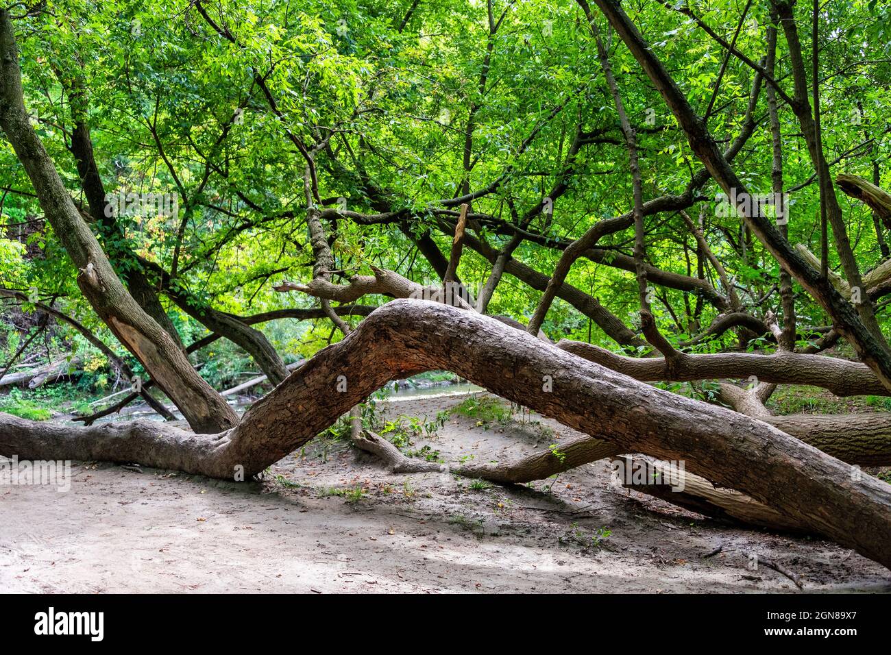 Gebogene Baumstämme im Don River Gebiet in Toronto, Kanada Stockfoto
