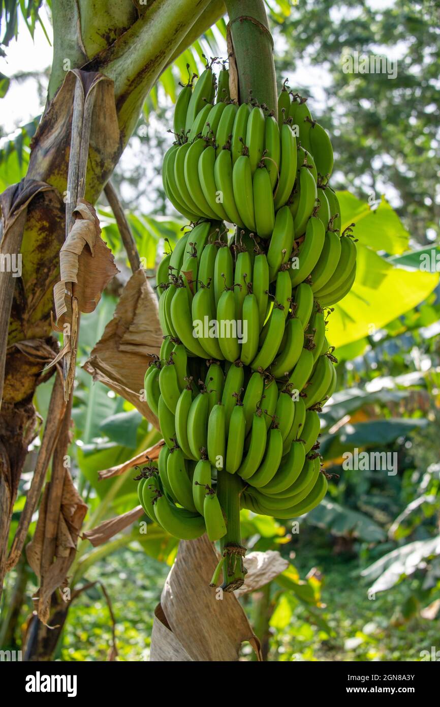 Bananenfrucht im Baum Stockfoto