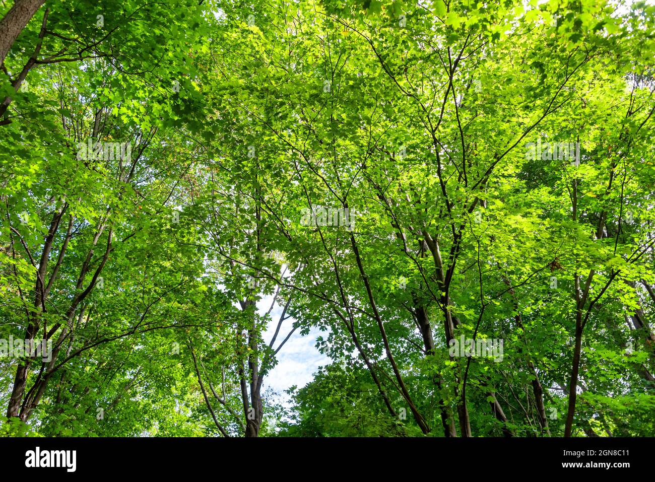 Voller Rahmen von üppigem Laub in einem Wald im öffentlichen Park in Toronto, Kanada Stockfoto
