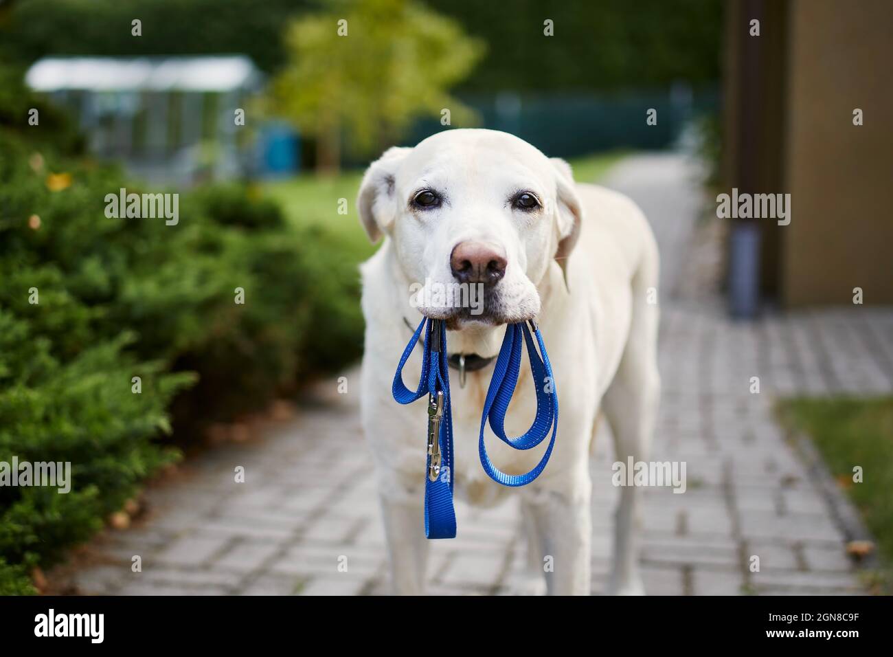 Hund wartet auf Spaziergang. Labrador Retriever steht mit Leine im Mund gegen den Hinterhof des Hauses. Stockfoto