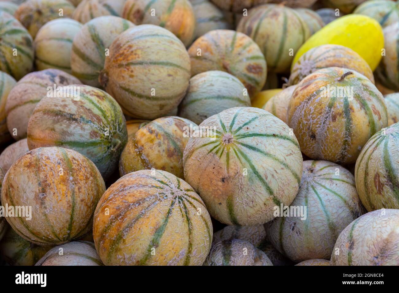 Nahaufnahme des Haufens der Charentais-Melonen. Stockfoto