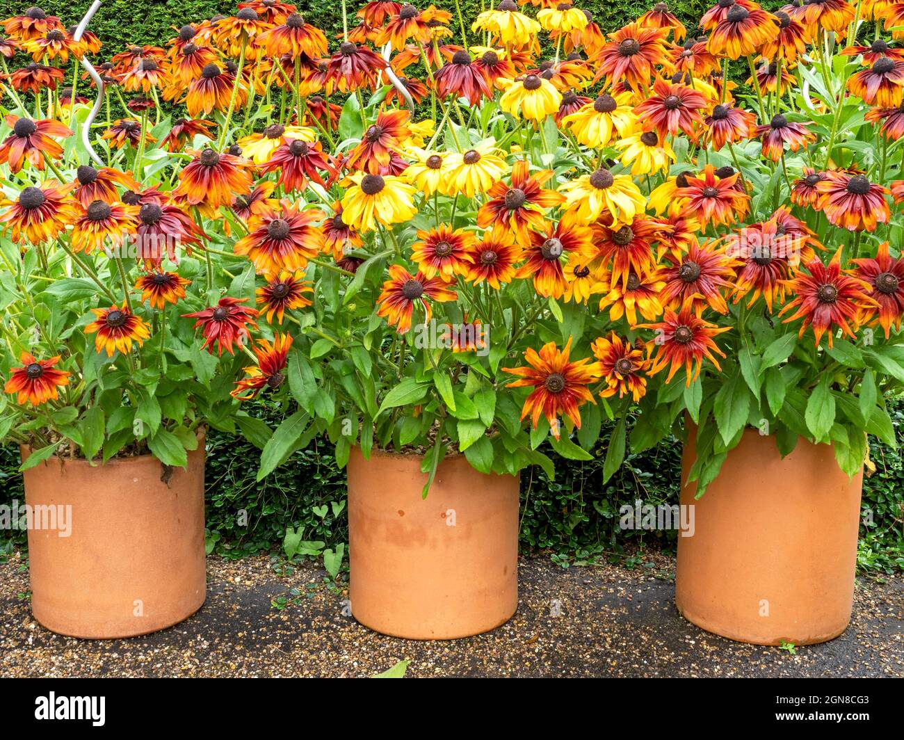 Farbenfrohe Darstellung von orangefarbenen und gelben Rudbeckia-Koneblümchen Stockfoto