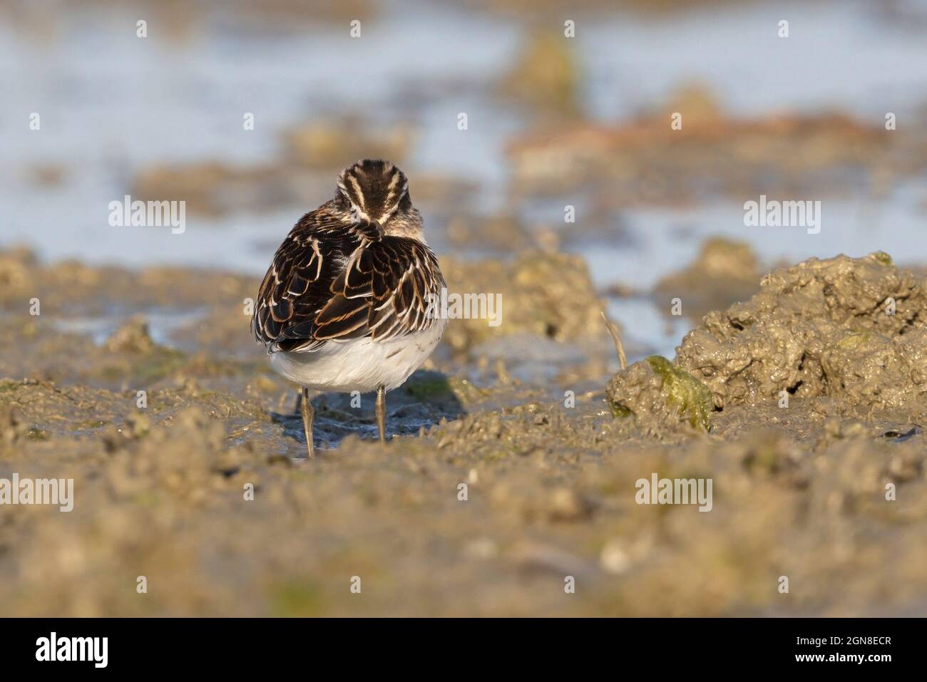 Breitschnabelläufer, Sacca di Bellocchio (FE), Italien, September 2021 Stockfoto