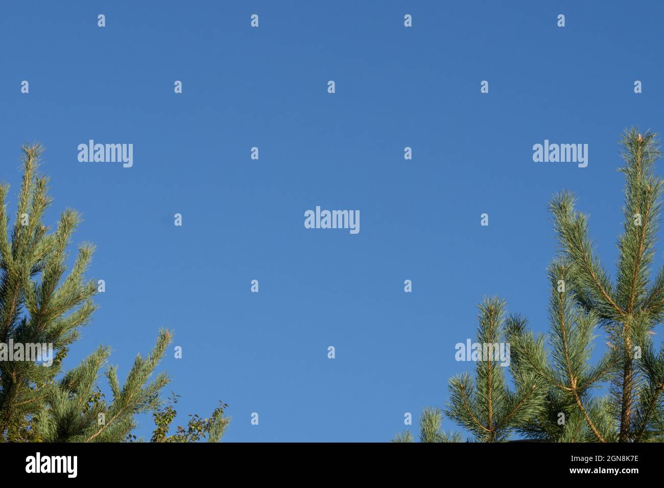 Klarer blauer Himmel vor dem Hintergrund von Ästen zweier junger grüner Kiefern mit Kopierraum Stockfoto