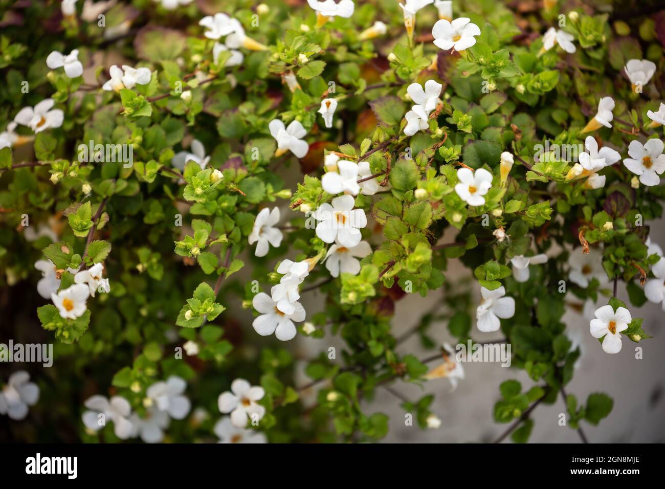 Sutera cordata (Chaenostoma cordatum) oder ornamentale Bacopa-Zierpflanze mit kleinen weißen Blüten und schleichenden, hängenden Stielen Stockfoto