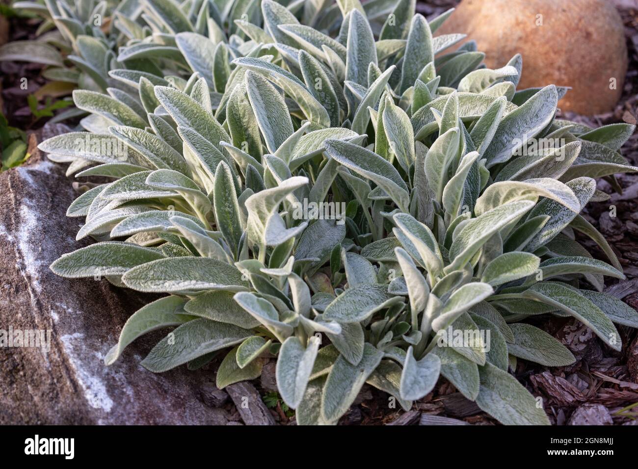 Zierpflanze Stachys byzantina (oder Lämmerohren) im Steingarten Stockfoto
