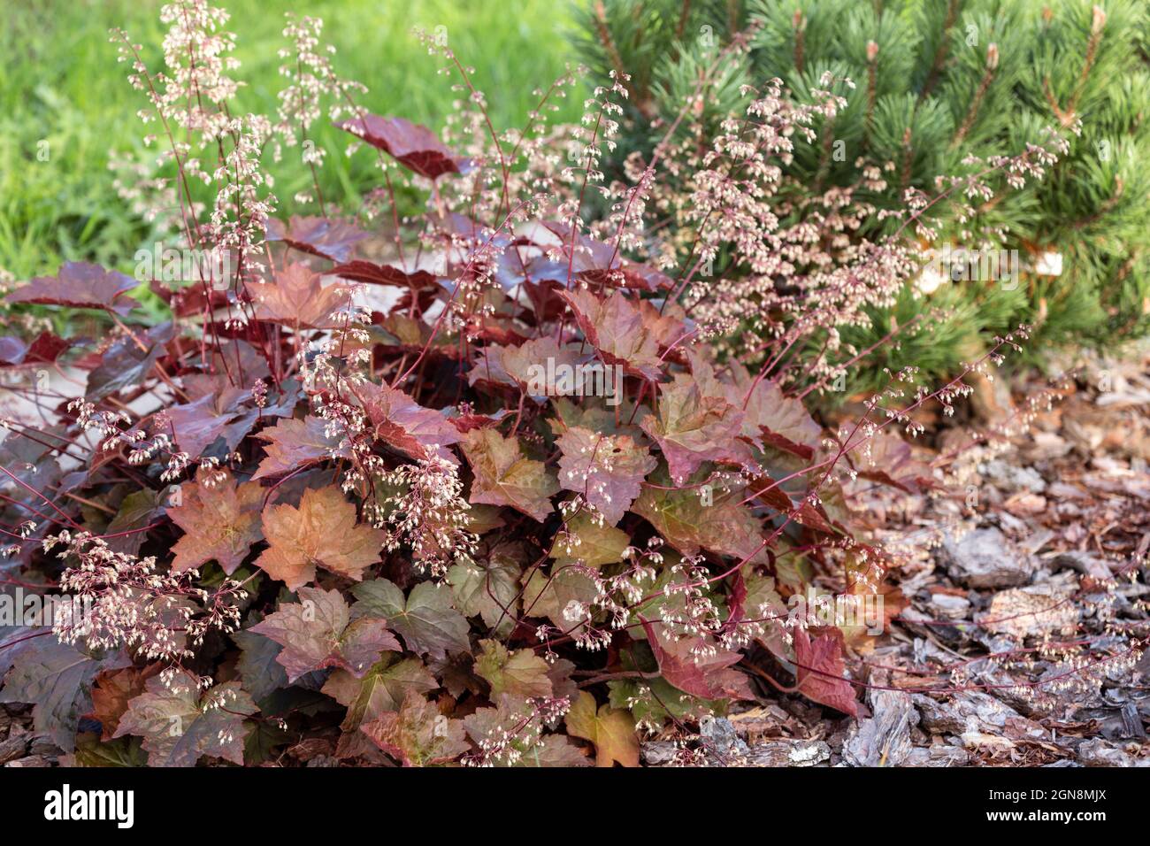 Schöne dekorative Heuchera-Pflanze mit dekorativem Laub und kleinen weißen Blüten in der Landschaftsgestaltung Stockfoto