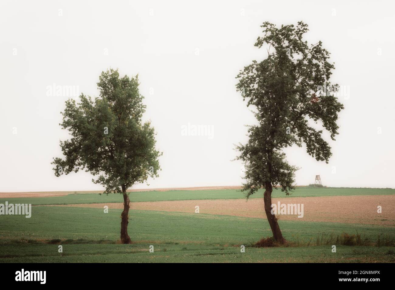 Bäume in der Sonne Stockfoto