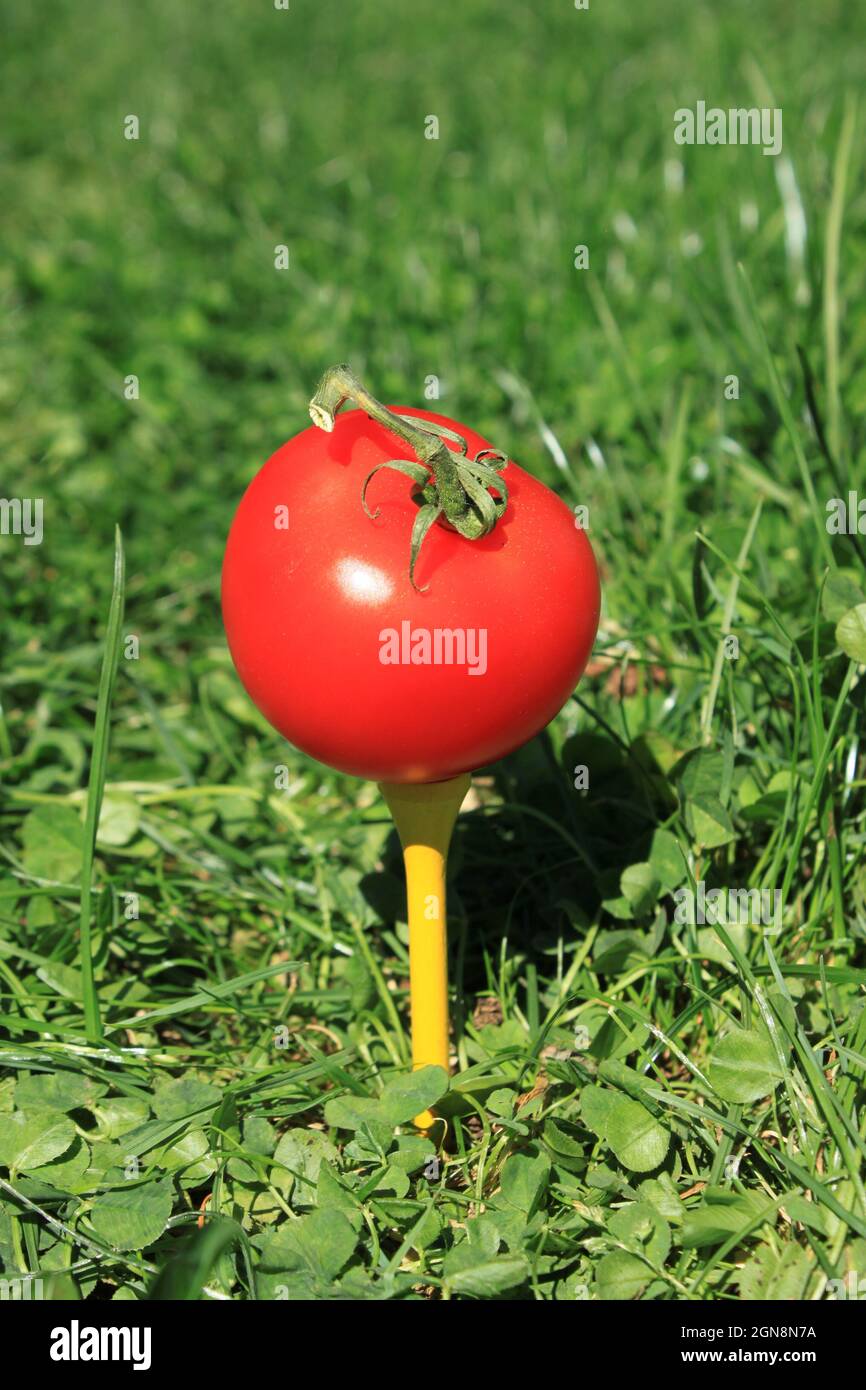 Eine rote Tomate liegt bereit, um auf einem Golf-Tee abzuschlagen Stockfoto