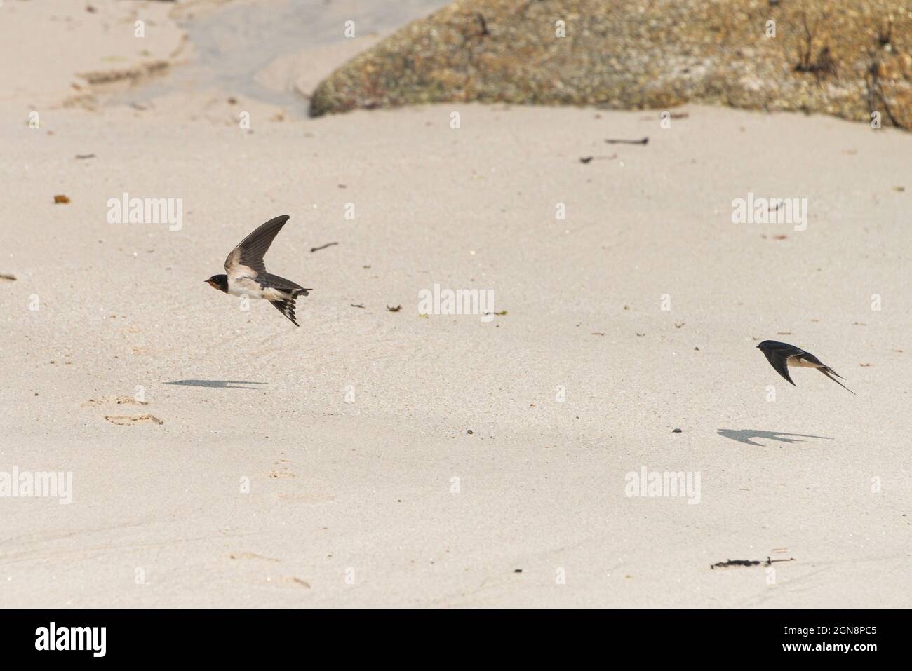 Zwei Schwalben (Hirundo rustica) fliegen tief über einen Strand Stockfoto