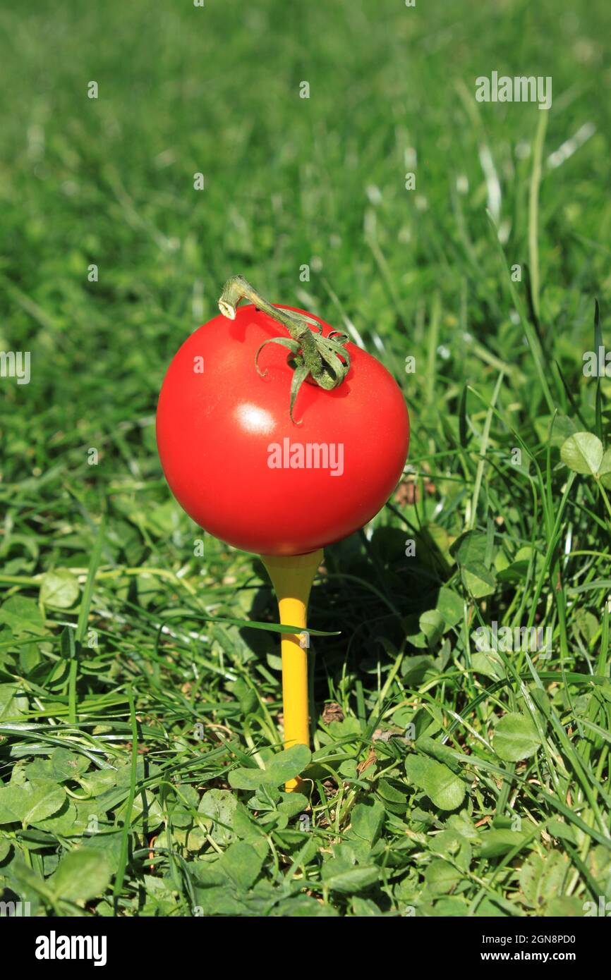 Eine rote Tomate liegt bereit, um auf einem Golf-Tee abzuschlagen Stockfoto