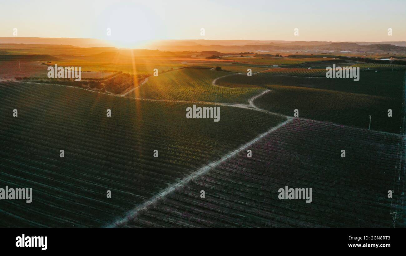 Luftpanorama des Sonnenuntergangs über dem riesigen Pfirsichbaum-Obstgarten im Frühjahr Stockfoto