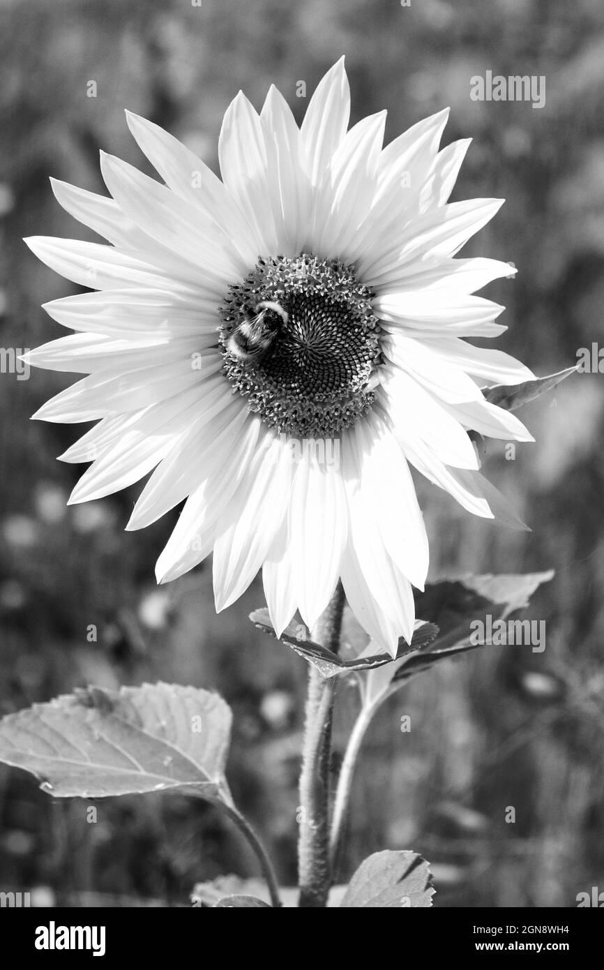 Sommer-Sonnenblumen (monochrom) Stockfoto