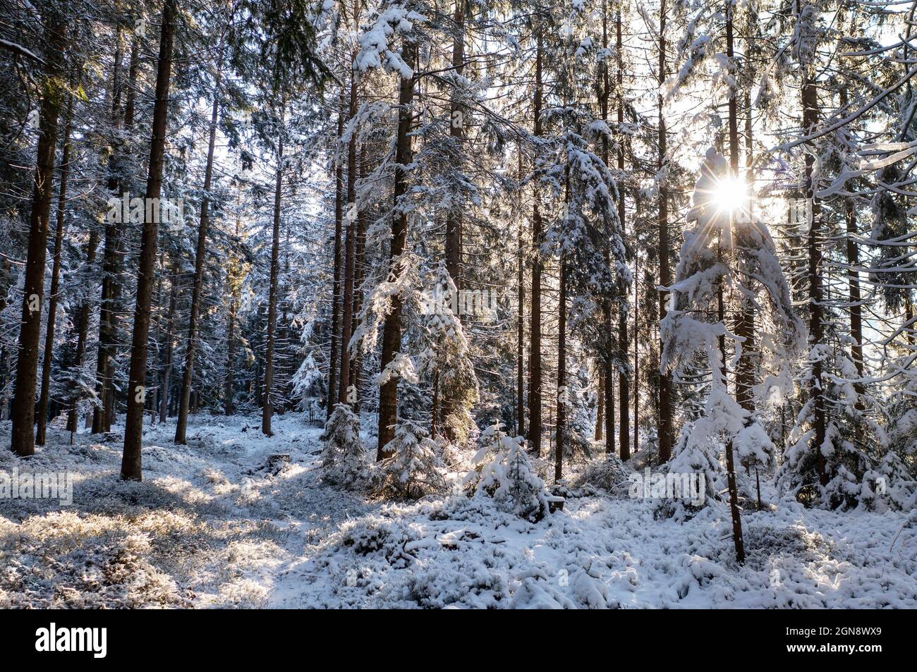 Die Sonne scheint durch verschneite Fichtenwälder Stockfoto