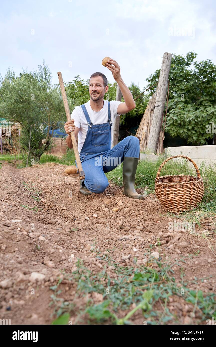 Lächelnder Farmarbeiter, der Gartenhacke und Kartoffeln hält, während er im landwirtschaftlichen Feld arbeitet Stockfoto