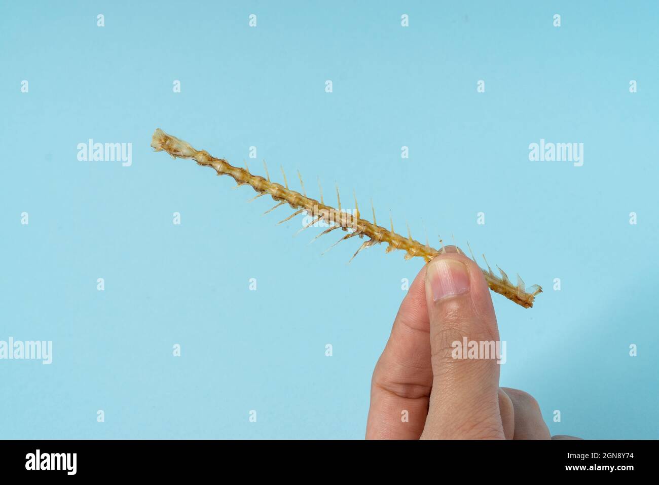 Hand ein Mann hält Fischknochen. Stockfoto