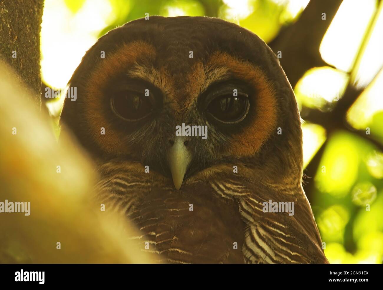 Braune Waldkauz (Strix leptogrammica ochrogenys) Nahaufnahme des erwachsenen Kopfes eines Erwachsenen am Tagesschläfchen (endemische Rasse Sri Lankas) Sri Lanka De Stockfoto