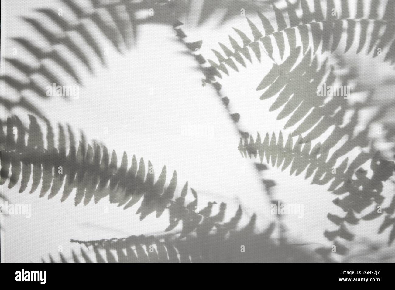 Natürliches Muster mit Schatten. Abstrakt grauen Schatten Hintergrund aus natürlichen Blättern, Baum Ast fällt auf eine weiße Wand, Textur für Hintergrund und Stockfoto
