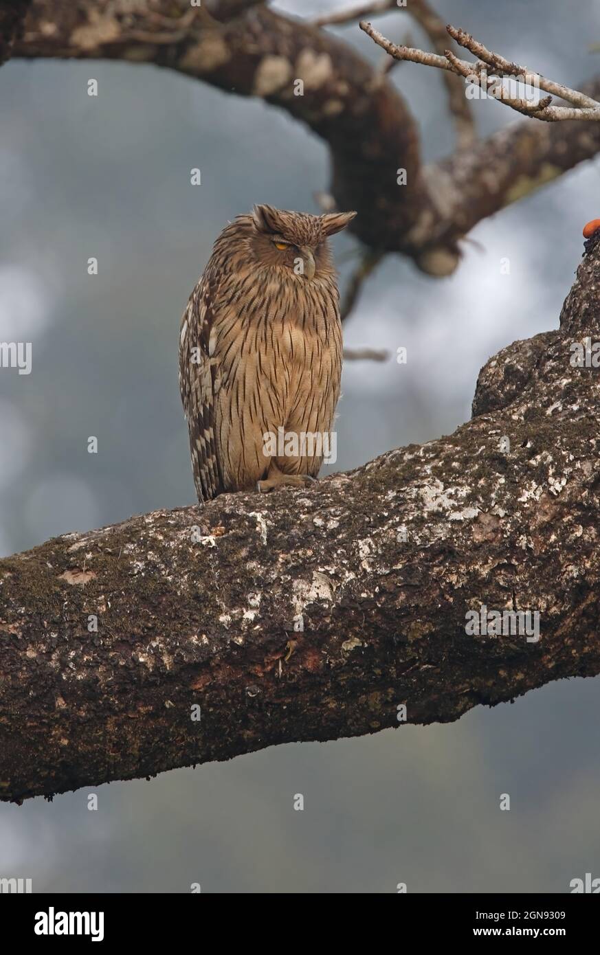 Brauner Fischkauz (Ketupa zeylonensis), der auf dem Zweig des Chitwan NP, Nepal, thront Januar Stockfoto