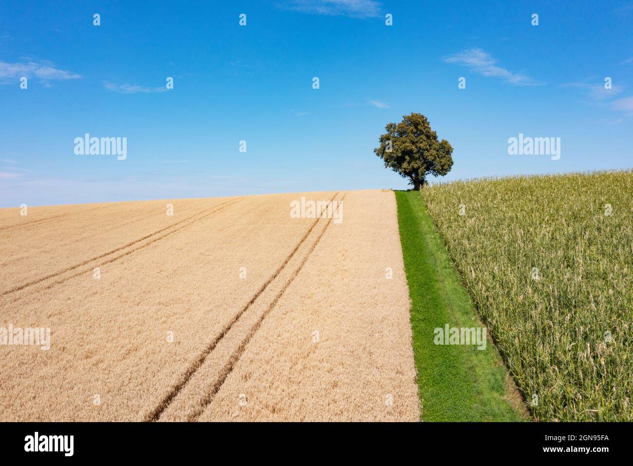 Drohnenansicht des ländlichen Feldes im Sommer mit einem einzigen Baum im Hintergrund Stockfoto