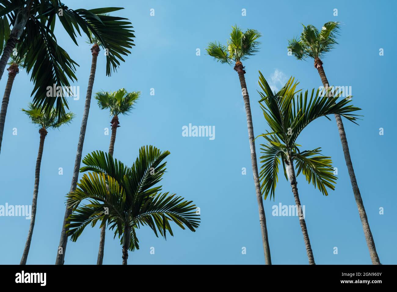 Palmen in Tampa gegen klaren blauen Himmel Stockfoto