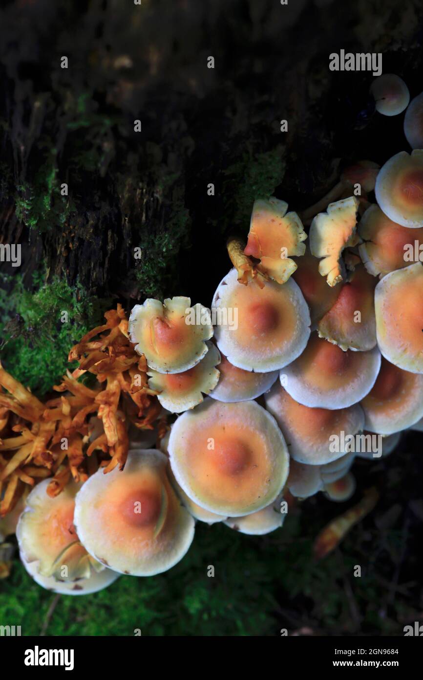 Baumstamm überwuchert von braunen Pilzen Stockfoto