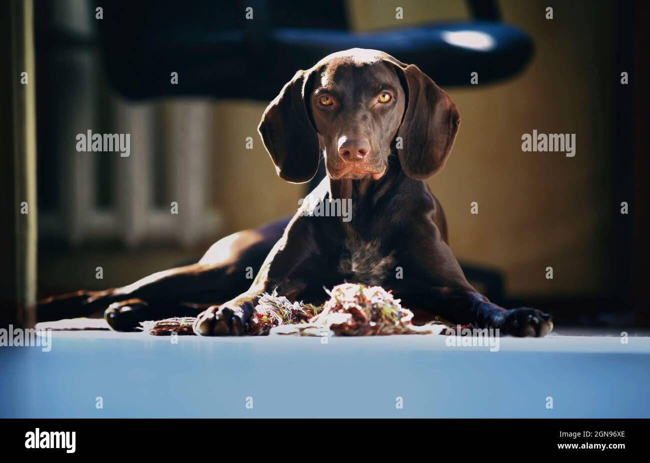 Niedlicher brauner Hund, der zu Hause auf dem Boden liegt Stockfoto