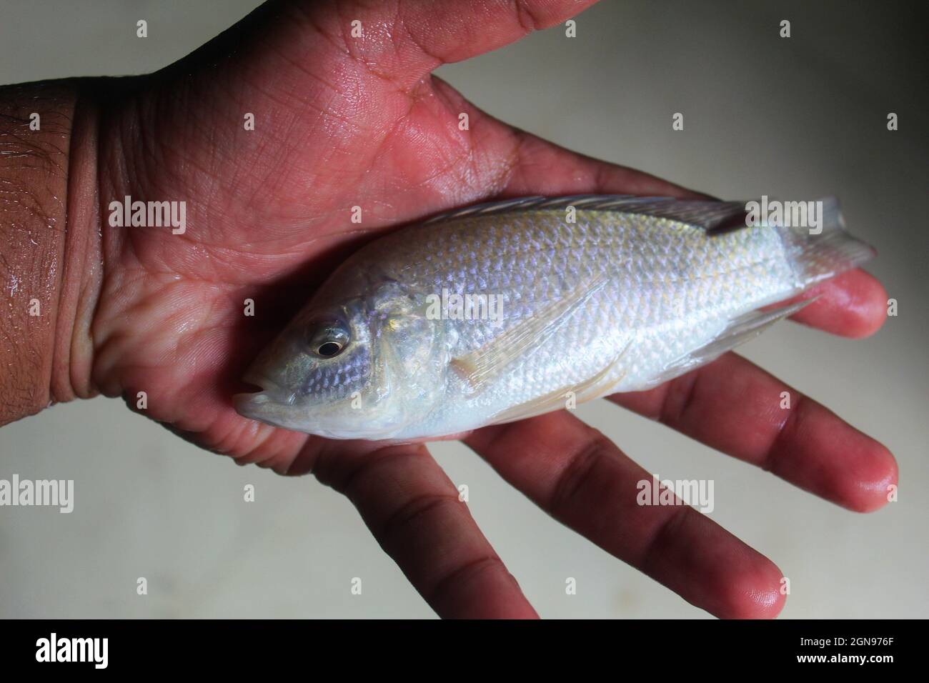 Nahaufnahme eines Tilapia-Fisches auf der Handfläche eines Mannes vor grauem Hintergrund Stockfoto