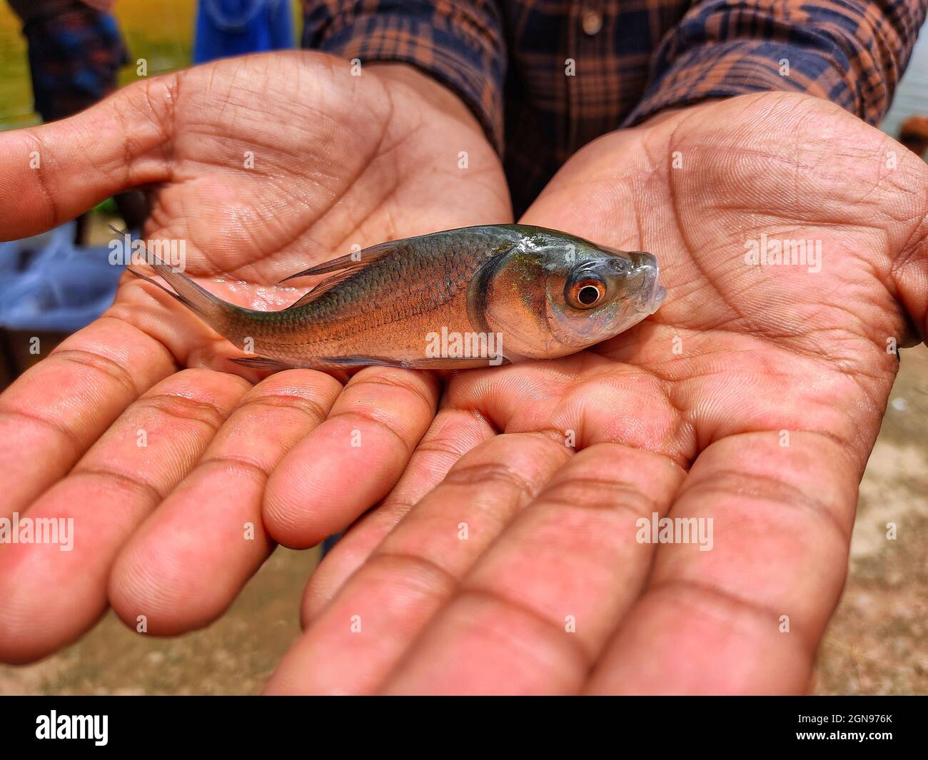 Nahaufnahme eines kleinen Fisches auf den Handflächen des Mannes Stockfoto