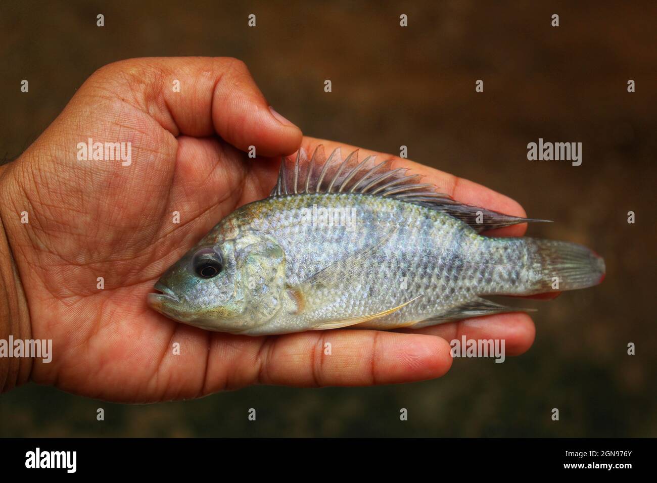Nahaufnahme eines kleinen Tilapia-Fisches auf der Handfläche eines Mannes vor einem bro-Hintergrund Stockfoto