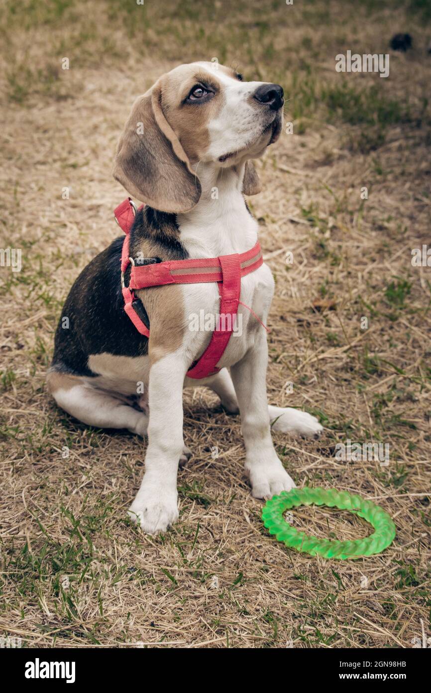 Hund spielt draußen. Hund trainiert Stockfoto