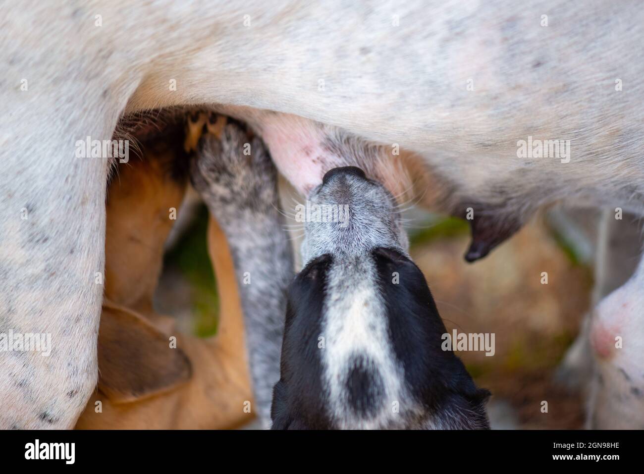 Schöne gefleckte Welpen trinken Milch von der Mutter des Hundes Stockfoto