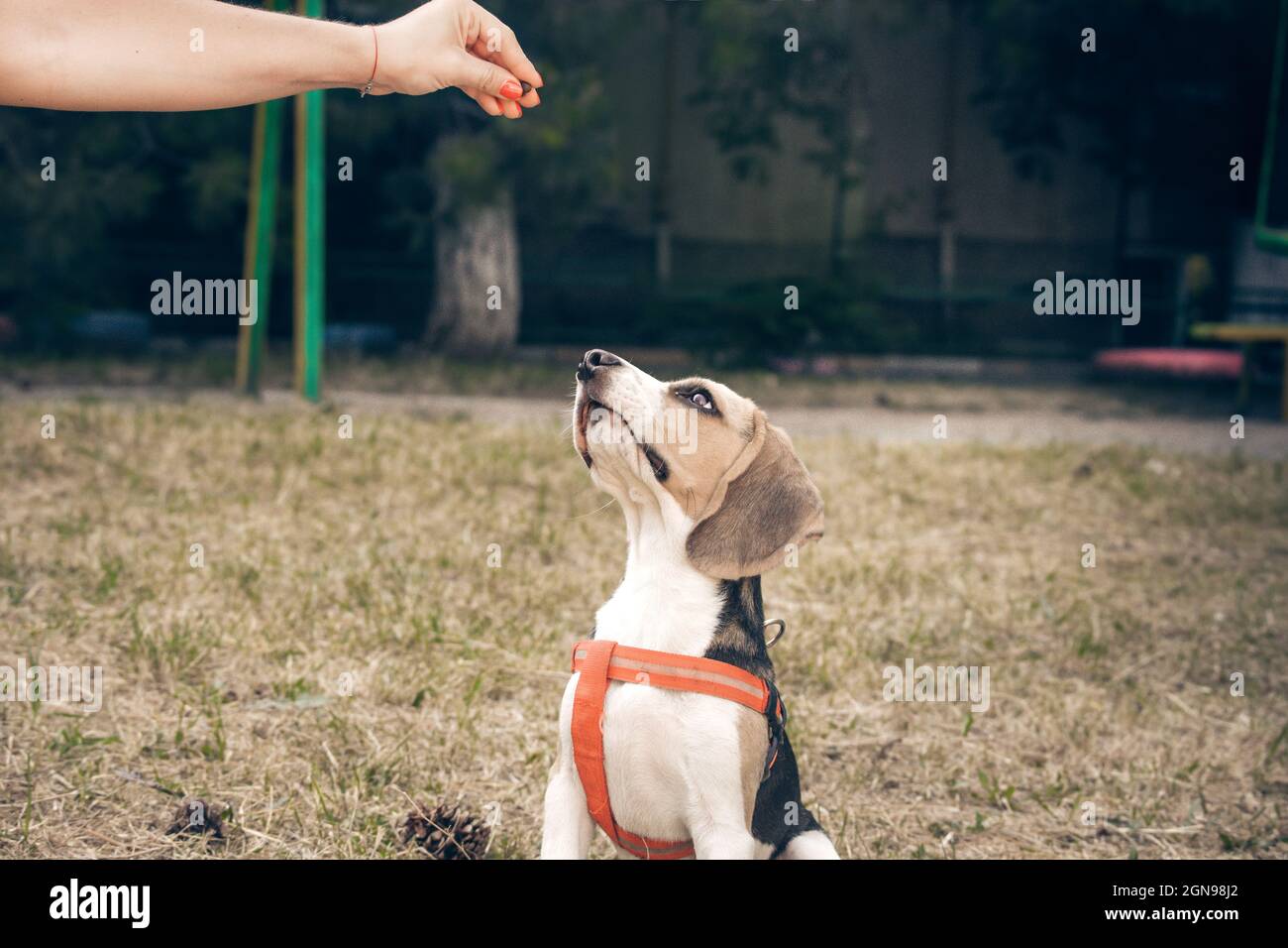 Hundegenuss. Hunderasse Beagle Stockfoto