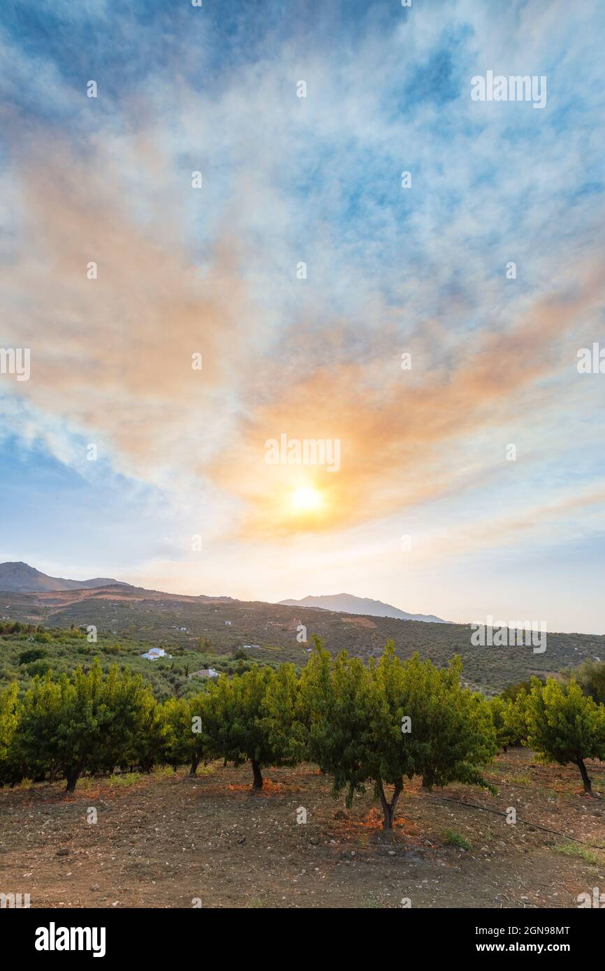 Pfirsichbaum-Obstgarten bei launischem Sonnenaufgang mit Rauch von wilden Feuern im Hintergrund Stockfoto