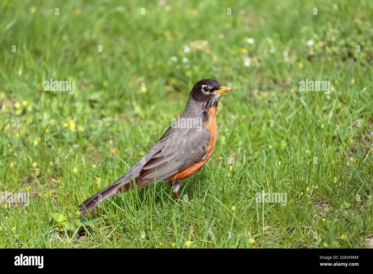 Nahaufnahme, Seitenansicht oder Profil eines amerikanischen Rotkehlchen, der im Frühjahr auf dem Boden steht und von grünem Gras umgeben ist Stockfoto