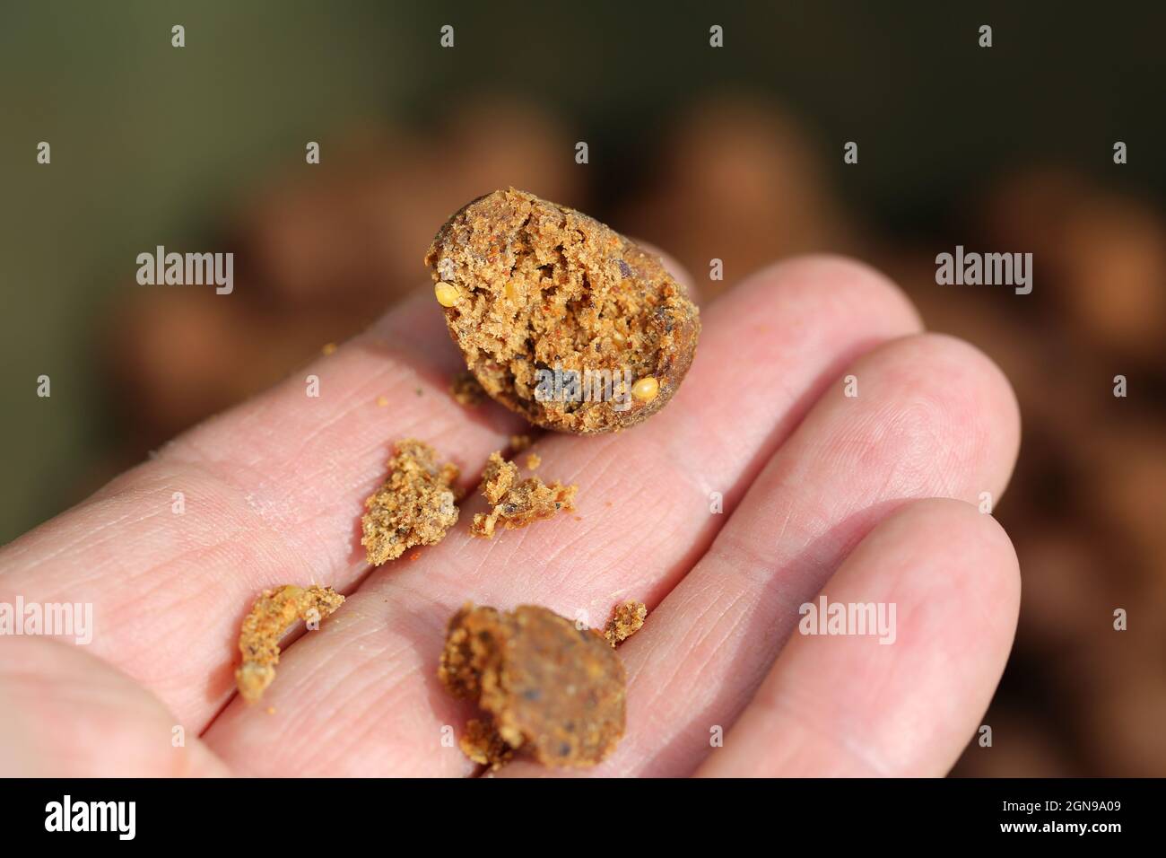 Köder auf einem großen Karpfen mit einem Netz und einer baat auf einem großen See. Stockfoto