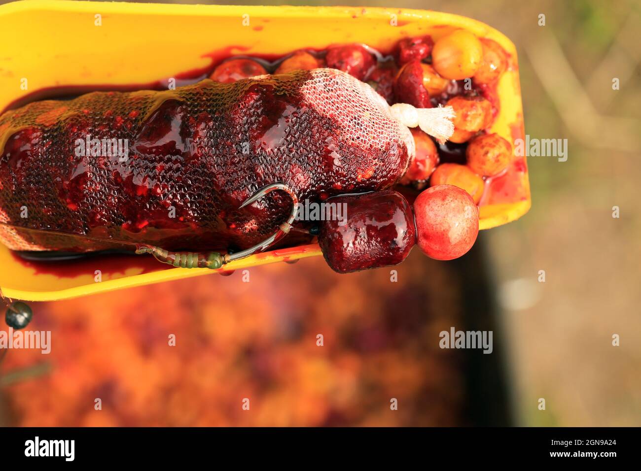 Köder auf einem großen Karpfen mit einem Netz und einer baat auf einem großen See. Stockfoto