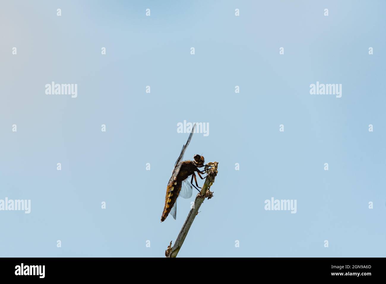 Eine gelbe Fliege mit einem gelben Bauch. Libellula depressa Nahaufnahme. Transparente Insektenflügel mit einer sichtbaren Aderstruktur. Ein Makrofoto eines großen ins Stockfoto