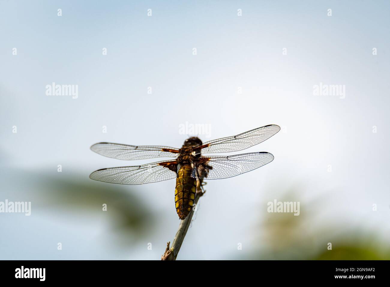 Eine gelbe Fliege mit einem gelben Bauch. Libellula depressa Nahaufnahme. Transparente Insektenflügel mit einer sichtbaren Aderstruktur. Ein Makrofoto eines großen ins Stockfoto
