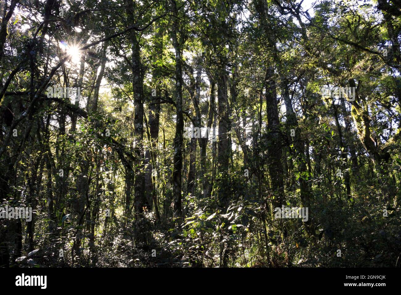 Der Atlantische Wald ist ein tropisches Waldbiom, das die Ost-, Nordost-, Südost- und Südküste Brasiliens abdeckt. Stockfoto