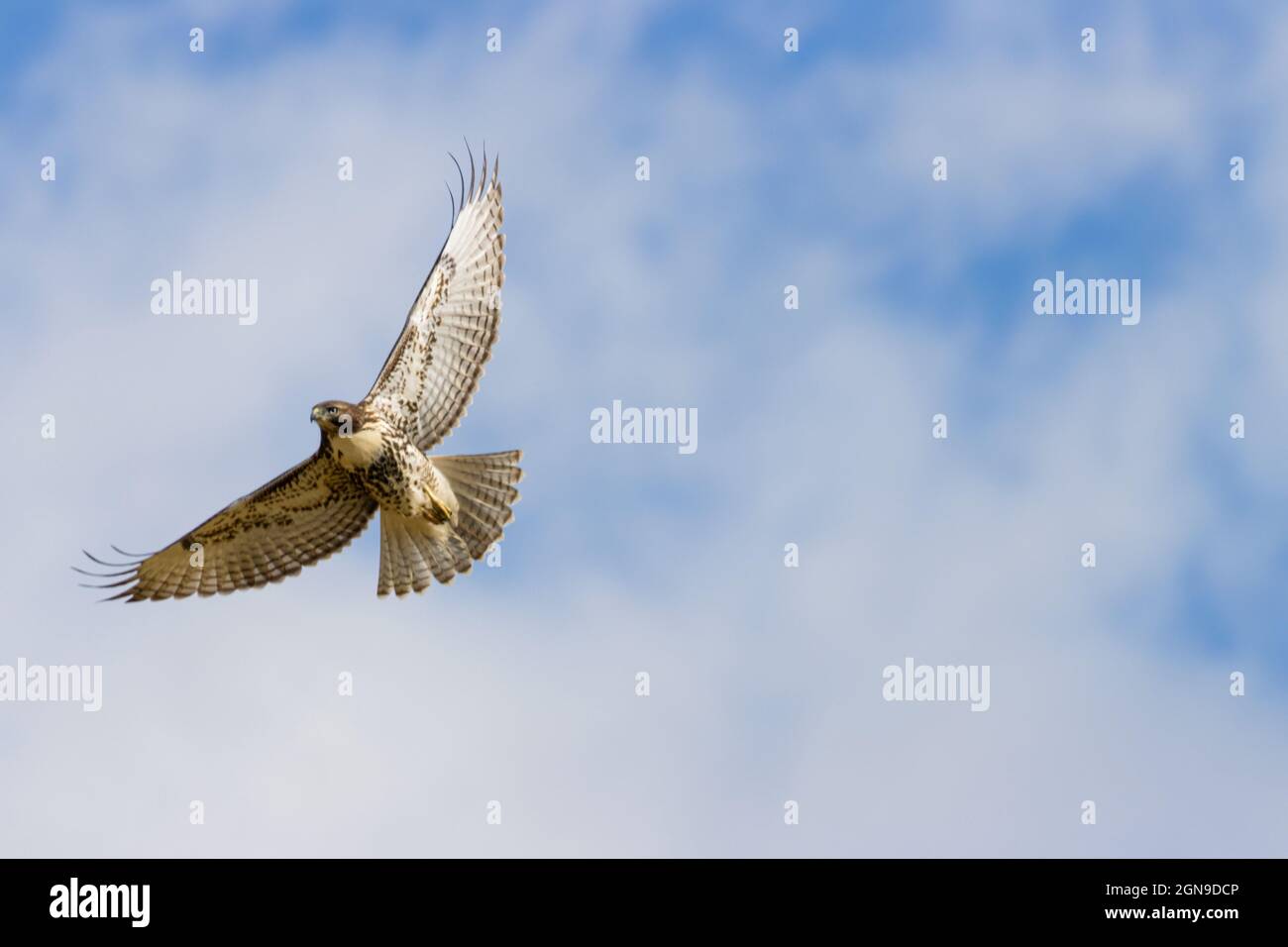 Rotschwanzfalke im Flug über dem Pike National Forest von Colorado Stockfoto