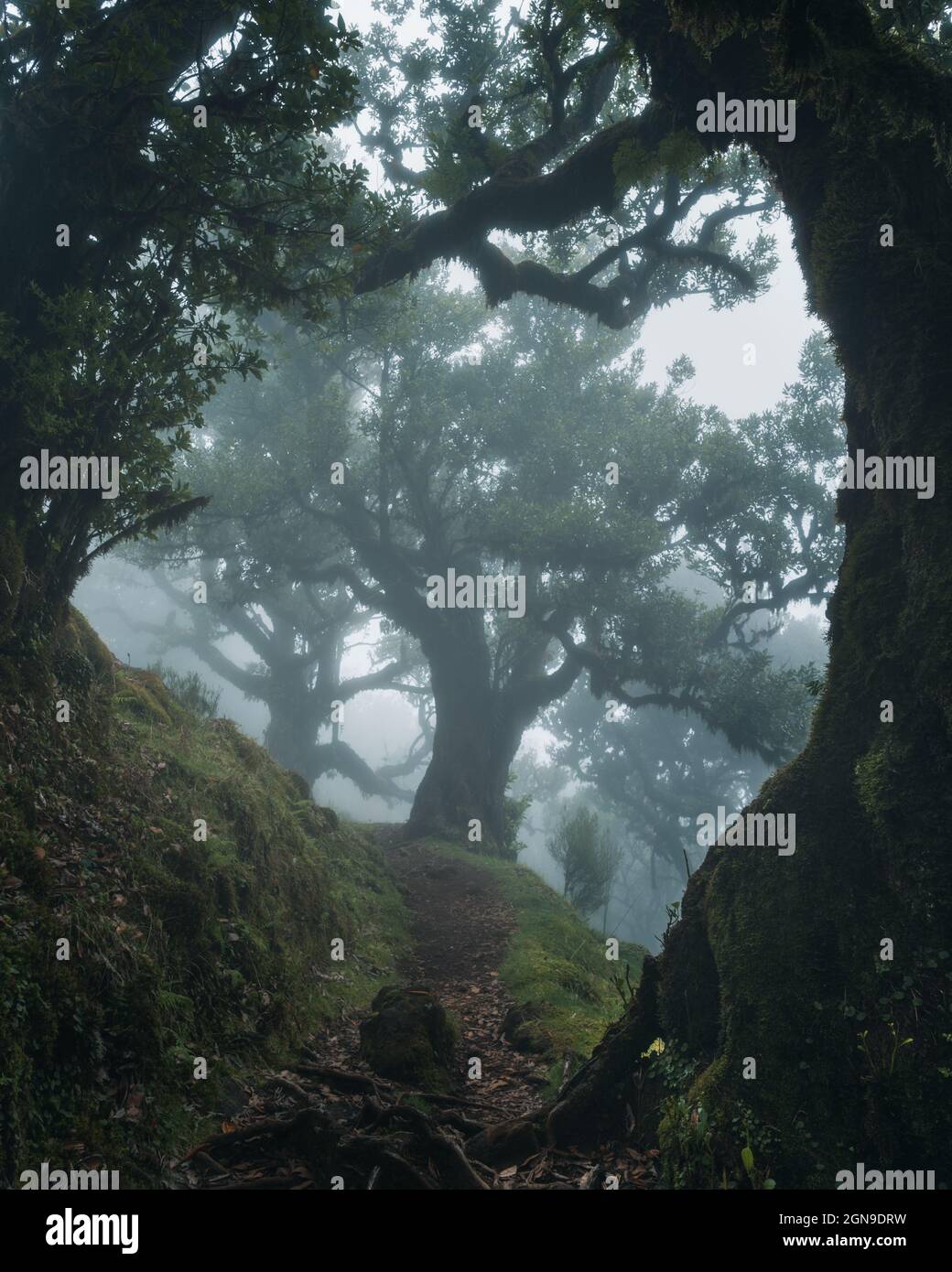 Der geheimnisvolle Fanalwald ist eine der Hauptattraktionen auf der Insel Madeira, vor allem für Fotografen wegen seiner nebligen und geheimnisvollen Atmosphäre Stockfoto