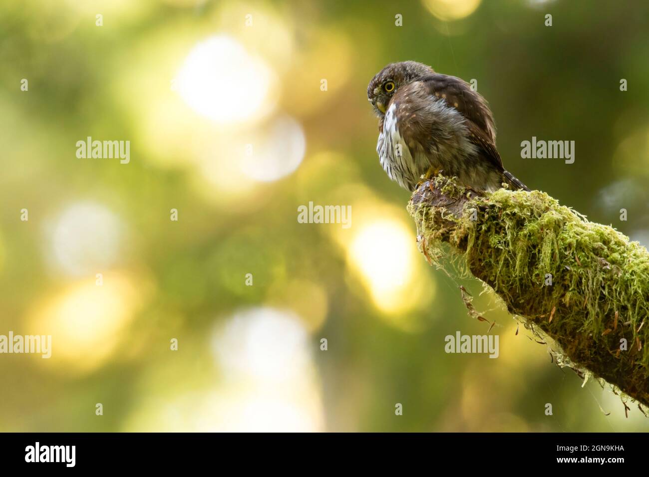 Nördliche Zwergeule, Olympic National Park, Washington Stockfoto