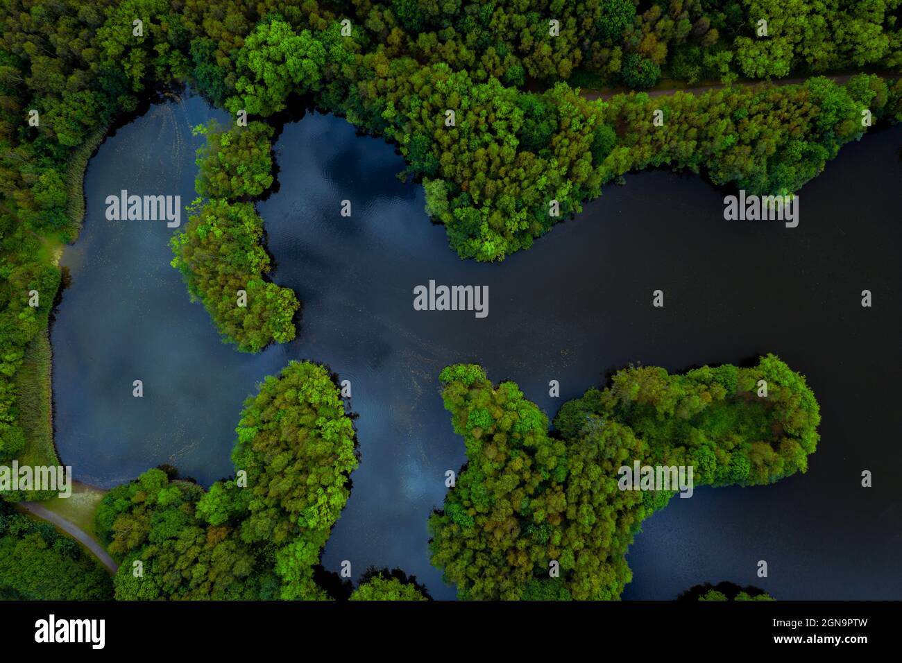 Luftaufnahme des üppigen grünen Regenwalds mit von Bäumen bedeckten Inseln, umgeben von Flusswasser in einer tropischen Amazonas- oder Thailandumgebung Stockfoto