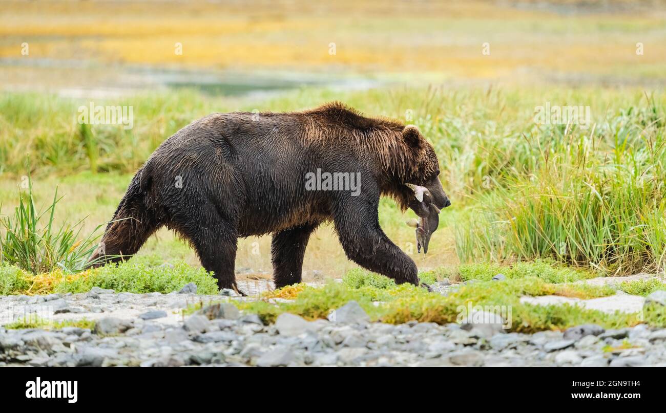 Brown Bear geht in die Abgeschiedenheit von Sumpfgras, um Lachs im Katmai National Park im Südwesten Alaskas zu konsumieren. Stockfoto